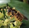 Callicera spinolae